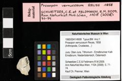 Foto (Objekt + Etiketten) von Prosopon verrucosum (Reuss, 1858) 